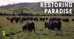 Restoring Paradise short film