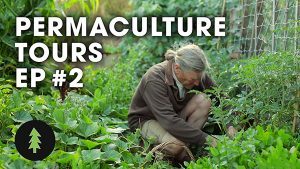 Permaculture Tours episode 2
