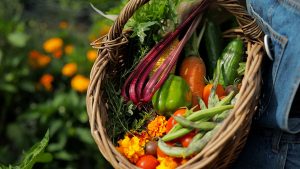 Basket of homegrown vegetables