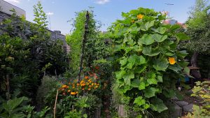 Vertical vegetable gardens