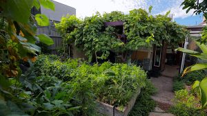 City permaculture garden